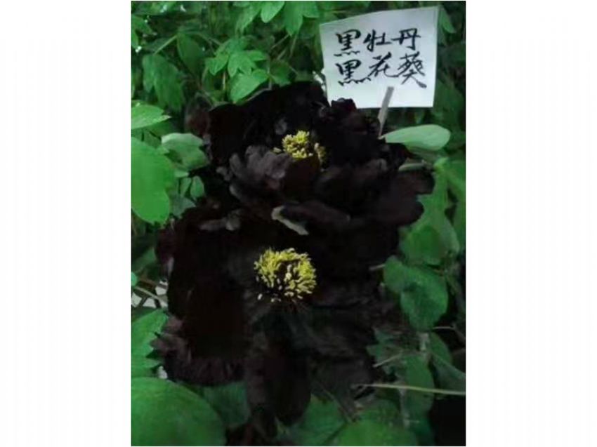 點擊查看詳細信息<br>標題：黑花魁 閱讀次數(shù)：869