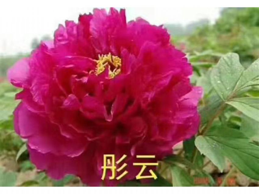 點(diǎn)擊查看詳細(xì)信息<br>標(biāo)題：彤云 閱讀次數(shù)：886