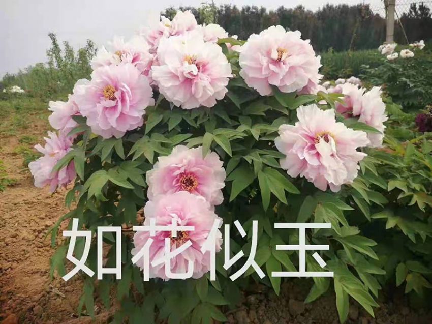 點擊查看詳細信息<br>標題：如花似玉 閱讀次數：870