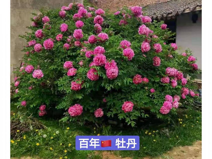 點(diǎn)擊查看詳細(xì)信息<br>標(biāo)題：百年牡丹王 閱讀次數(shù)：927