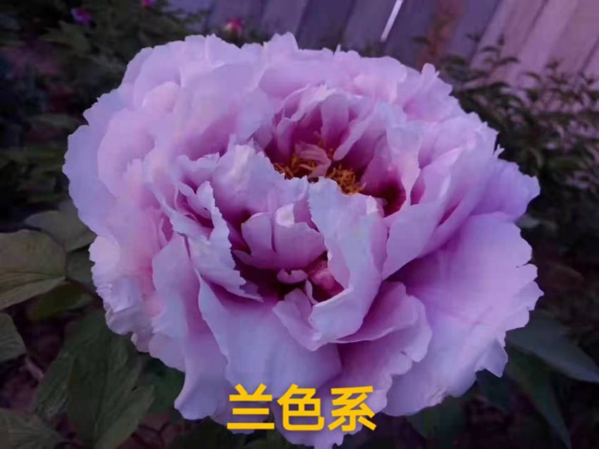 點(diǎn)擊查看詳細(xì)信息<br>標(biāo)題：蘭色系 閱讀次數(shù)：687